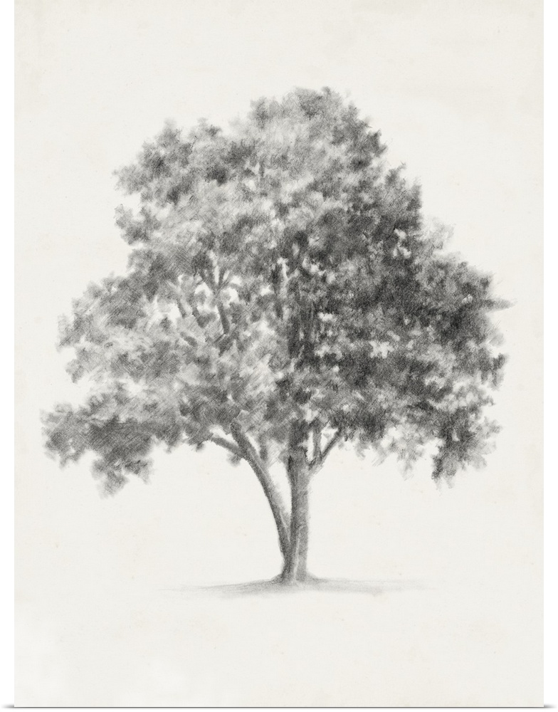 Pencil drawing of a tree on a parchment background.