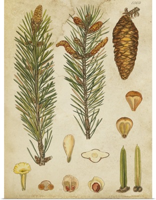 Vintage Conifers IV