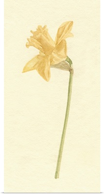 Vintage Daffodil I
