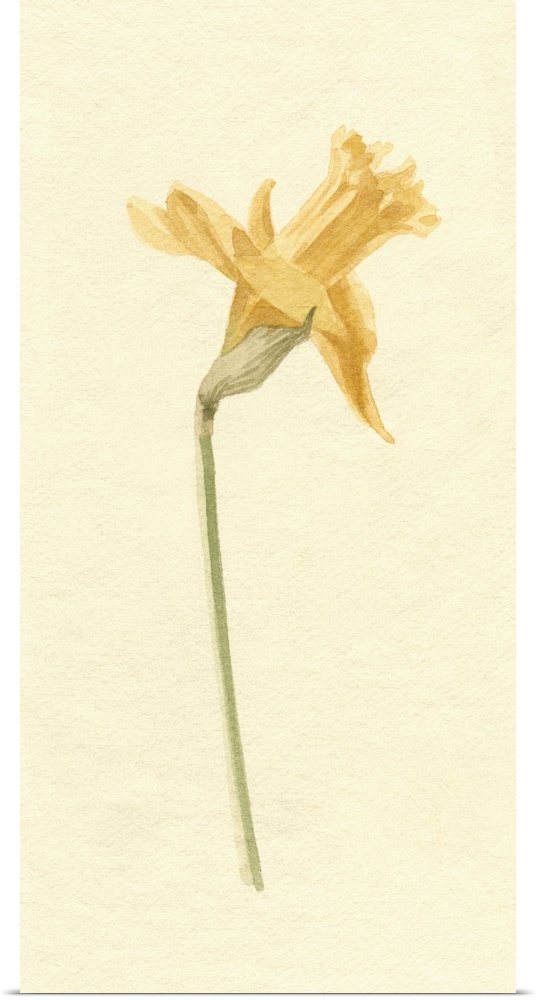 Vintage Daffodil II
