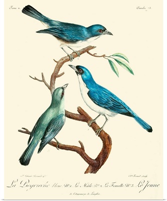 Vintage French Birds IV