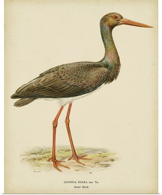 Vintage Heron I