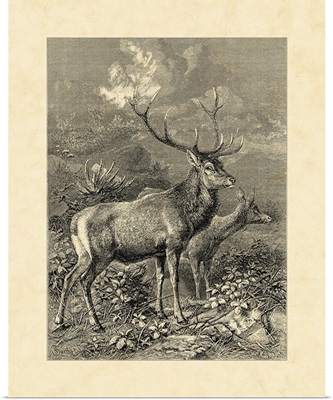 Vintage Roe Deer II