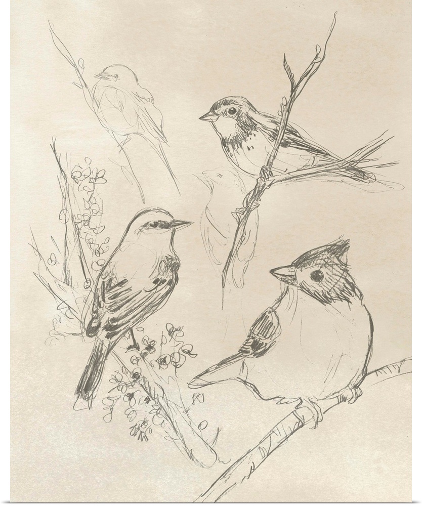 A vertical illustration of various birds perched on branches in a sketch-like style over a newsprint background.