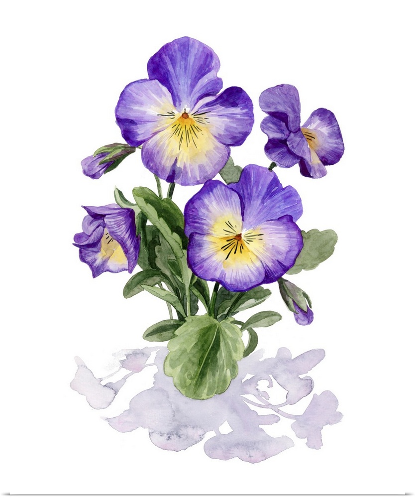 Viola Pansies I
