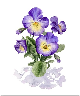 Viola Pansies I