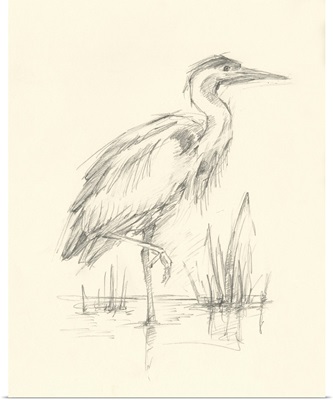 Waterbird Sketchbook Study I