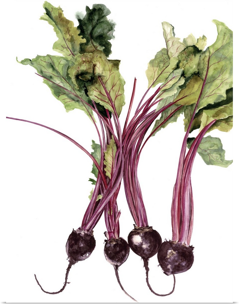Watercolor painting of beets against a white background.
