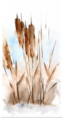 Watercolor Cattail Study I