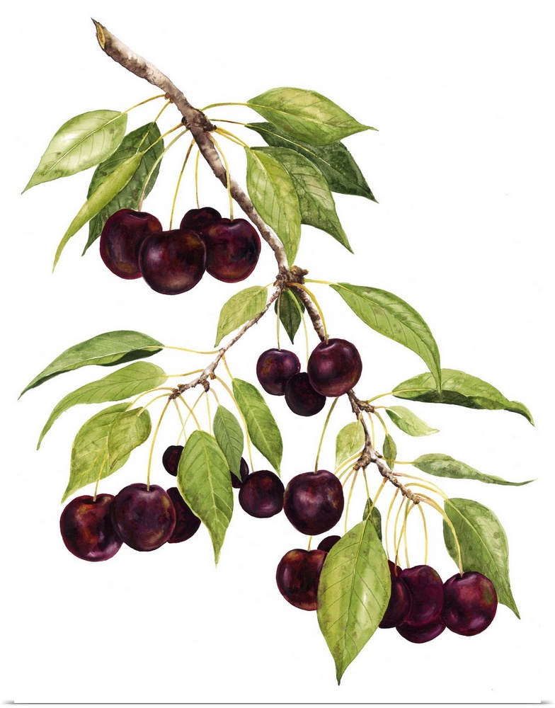 Watercolor painting of cherries against a white background.