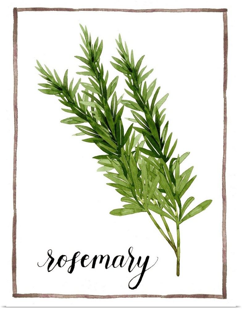 Watercolor painting with sprigs of rosemary on a white background with a brown boarder and the word "rosemary" written in ...