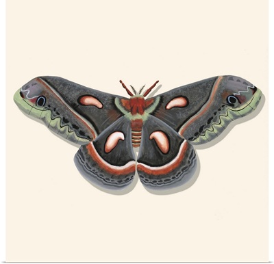 Watercolor Moths III