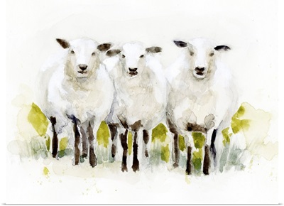 Watercolor Sheep Trio II