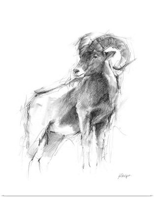 Western Animal Sketch III
