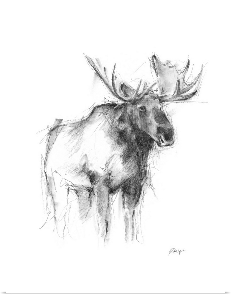 Western Animal Sketch IV