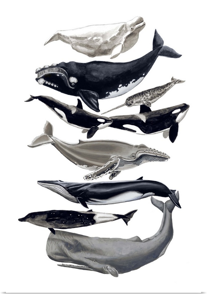 Contemporary painting of different whale species in a vertical order against a white background.