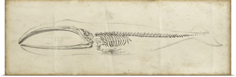 Vintage illustration of the skeleton of a whale.