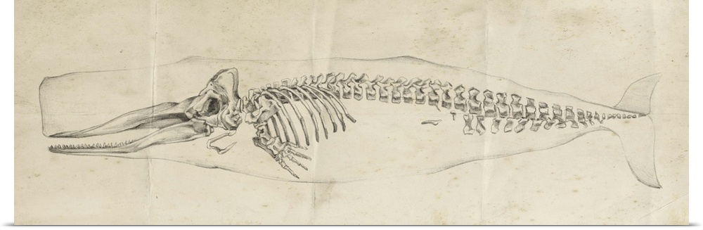 Vintage illustration of the skeleton of a whale.