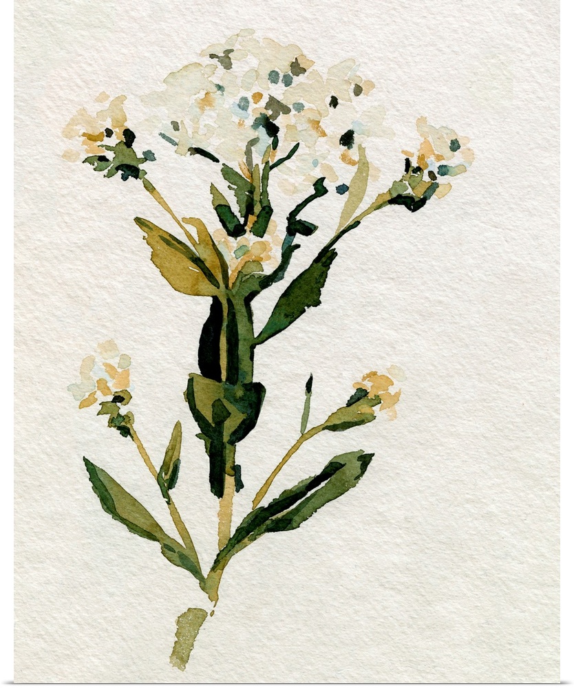 White Antique Wildflower II
