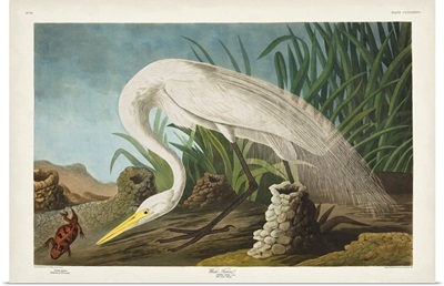 White Heron