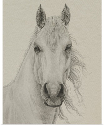 White Horse Portrait I