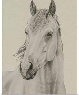 White Horse Portrait II