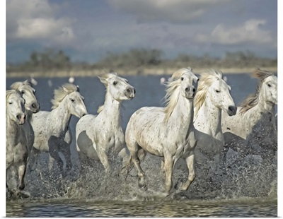 White Horses of the Camargue