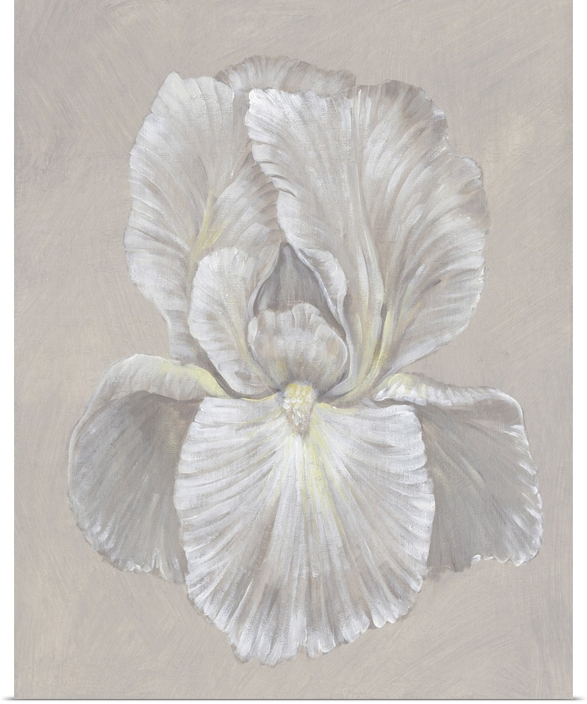 White Iris I