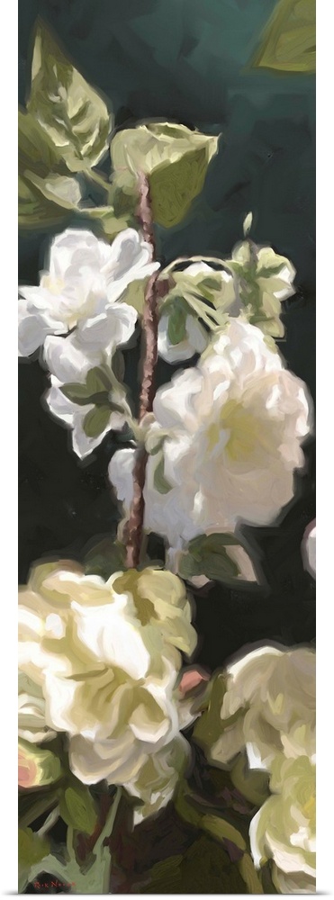 White Roses IV