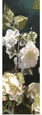 White Roses IV