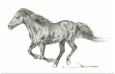 Wild Horse Portrait I