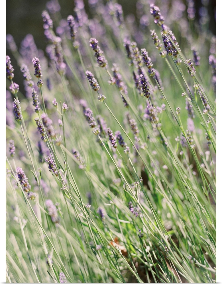 A close up photograph of purple lavender flowers.