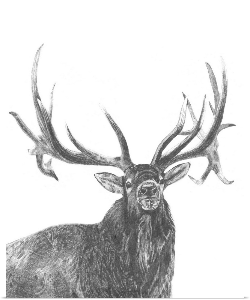 Graphite portrait of an elk.