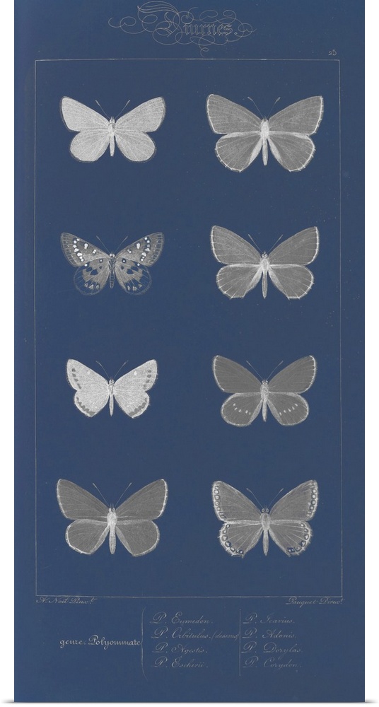 Decorative artwork featuring black and white illustrated butterflies on a dark blur background.