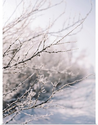 Winter Branches II