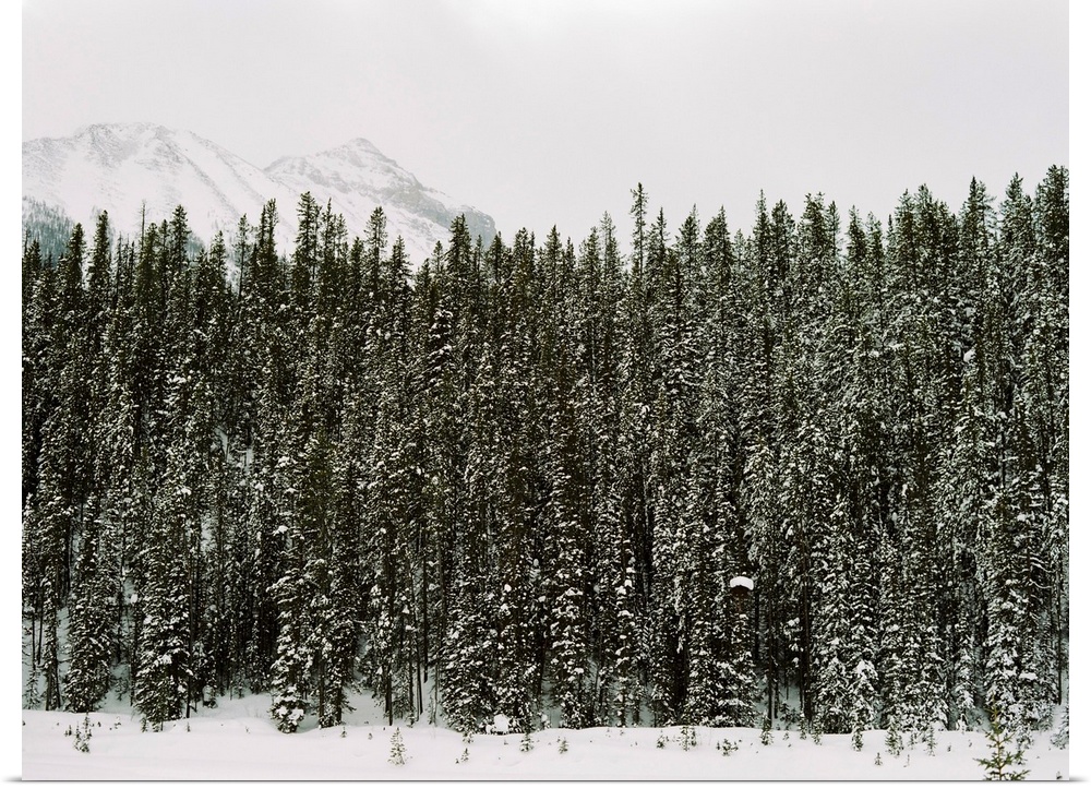 Photograph of dense evergreen trees covered in snow, Emerald Lake Lodge, Banff, Canada