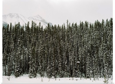 Winter Trees VI
