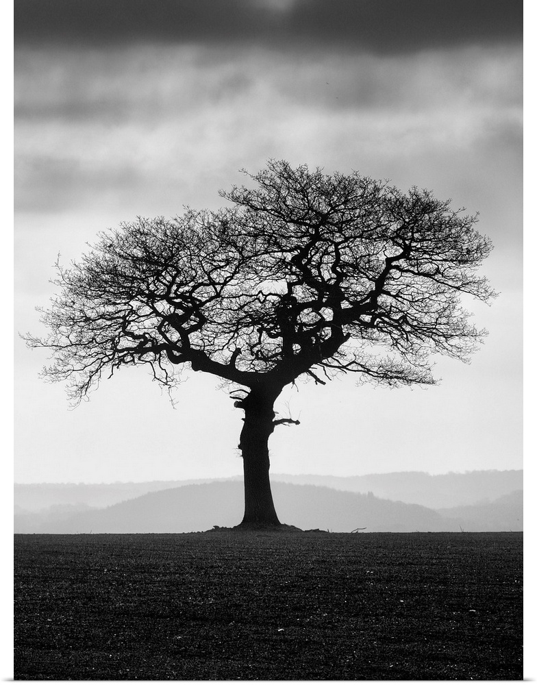 A black and white photograph of a lone tree standing in a field with a fog covered landscape behind it.
