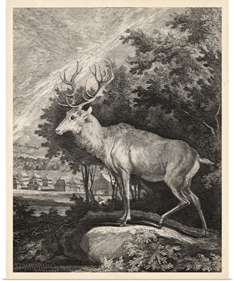 Woodland Deer II