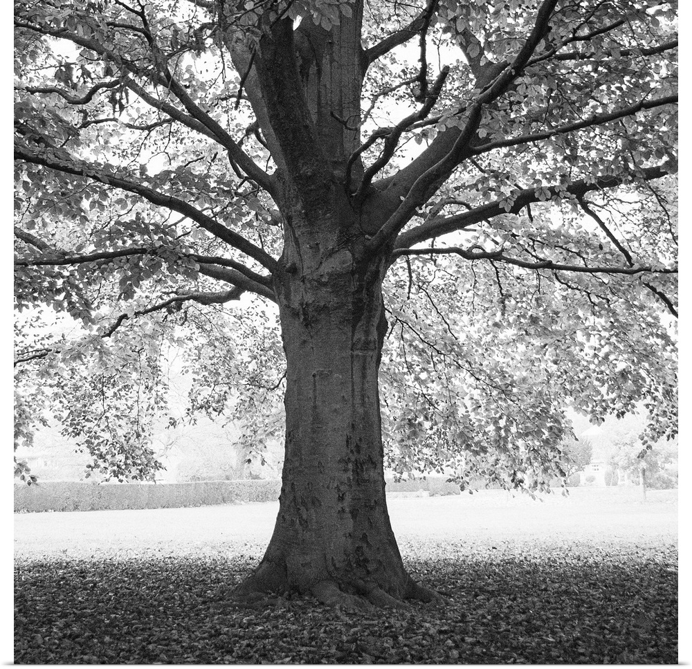 A photograph of an old tree standing in a clearing shrouding the ground underneath in shade.
