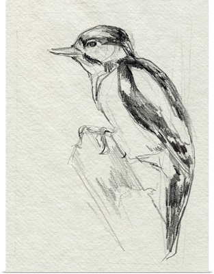 Woodpecker Sketch I