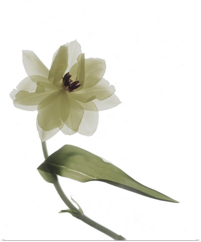 X-ray photograph of a yellow tulip on a white background.