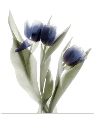 Xray Tulip IX