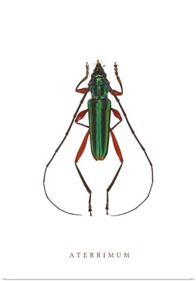 Aterrimum Beetle