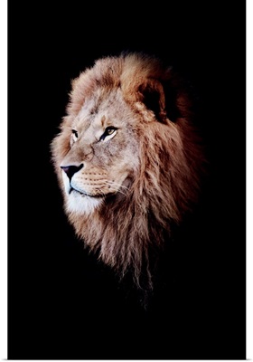 Dark Lion 3 Colorized