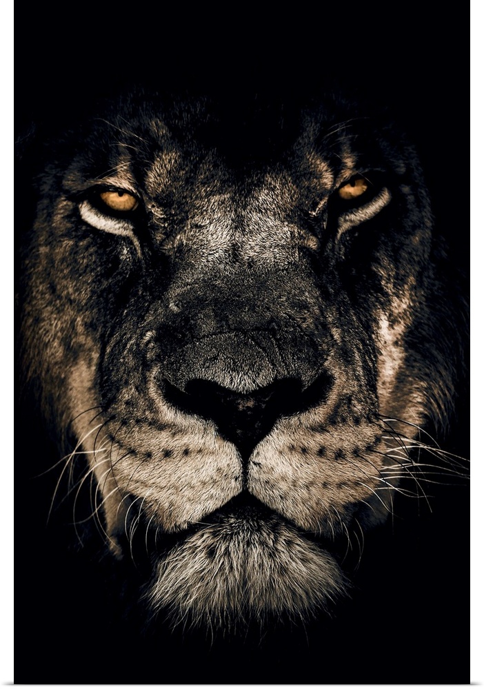 Dark Lion Closeup
