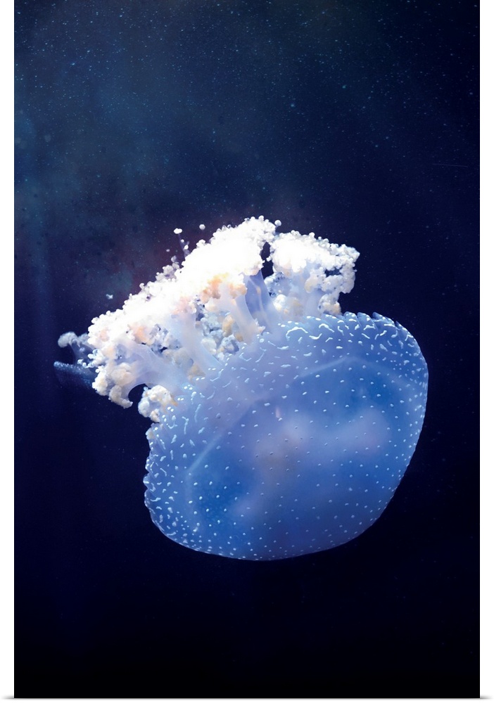Deepsea Jellyfish