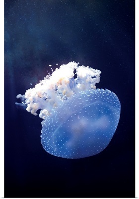 Deepsea Jellyfish
