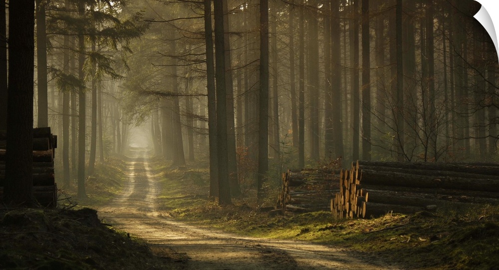 A quiet path cutting through a misty forest, with stacks of logs from cut down trees on the side.
