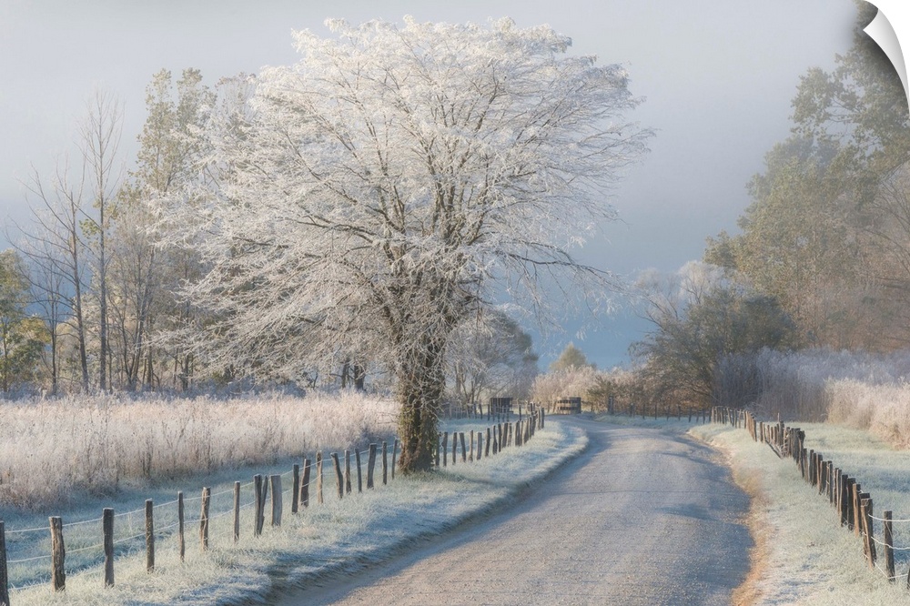 Frost and a light snow in early morning light, Cades Cove, Great Smoky Mountains.